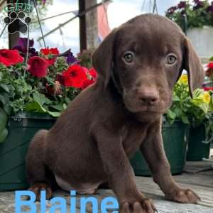 Blaine, Chocolate Labrador Retriever Puppy